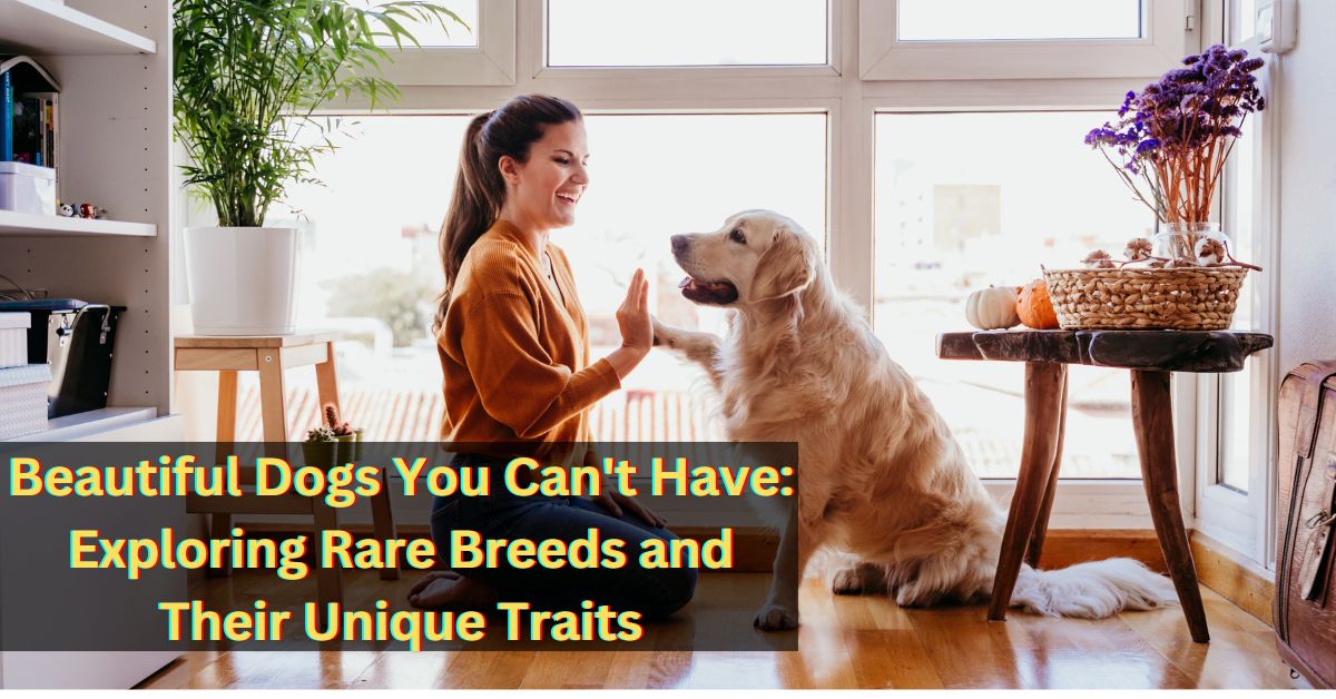 Beautiful Dogs