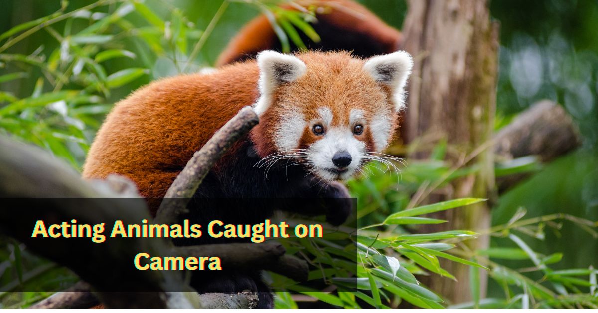 Acting Animals Caught on Camera