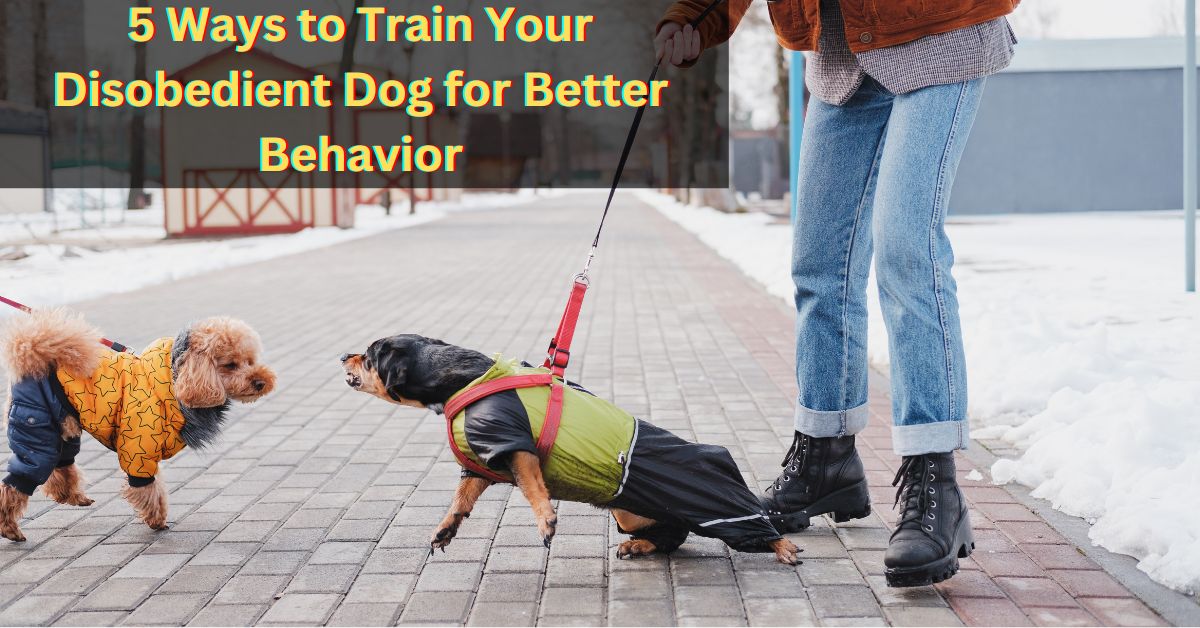 Train Your Disobedient Dog